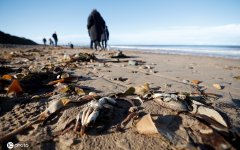 <b>天降海鲜！数千海洋生物尸体被冲上英国海滩场面惊人</b>