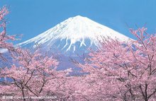 富士山春天