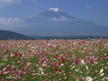 花海