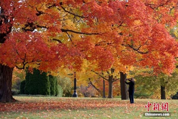 资料图：金秋时节加拿大各地正迎来赏枫季。图为10月15日，加拿大首都渥太华，游人在总督府内欣赏秋日景色。<a target='_blank'  data-cke-saved-href='http://www.chinanews.com/' href='http://www.chinanews.com/'>中新社</a>记者 余瑞冬 摄