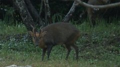 <b>外来鹿科生物在日本首都圈大量繁殖：叫声像狗 已超过4.4万头</b>